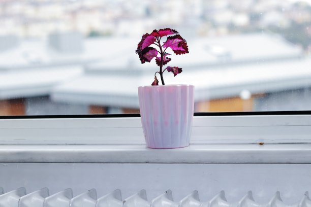 美丽的红花挂在窗台上图片下载