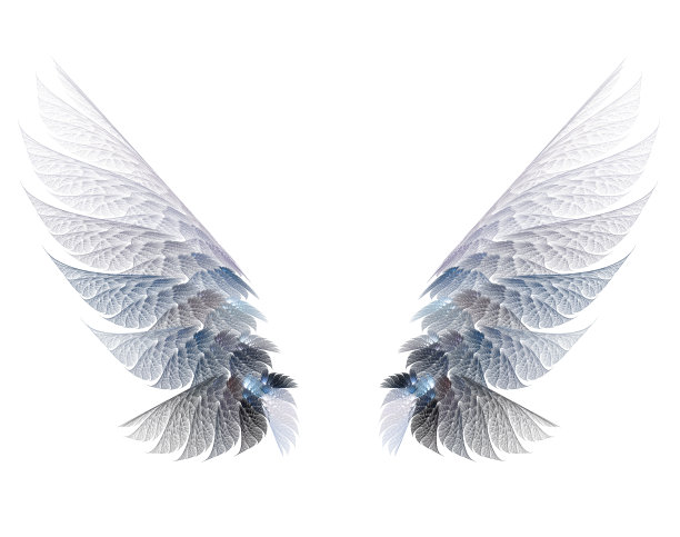 分形翅膀上的白色孤立的背景图片下载