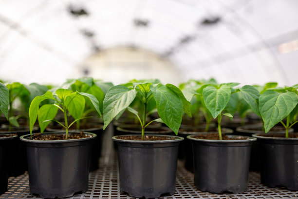 胡椒幼苗在这个季节在温室的花盆里生长。图片下载