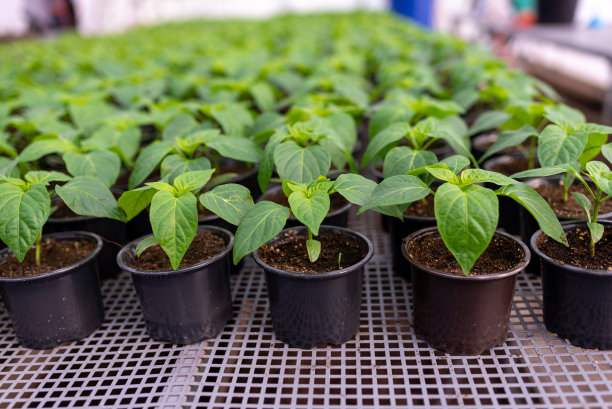胡椒幼苗在这个季节在温室的花盆里生长。图片下载