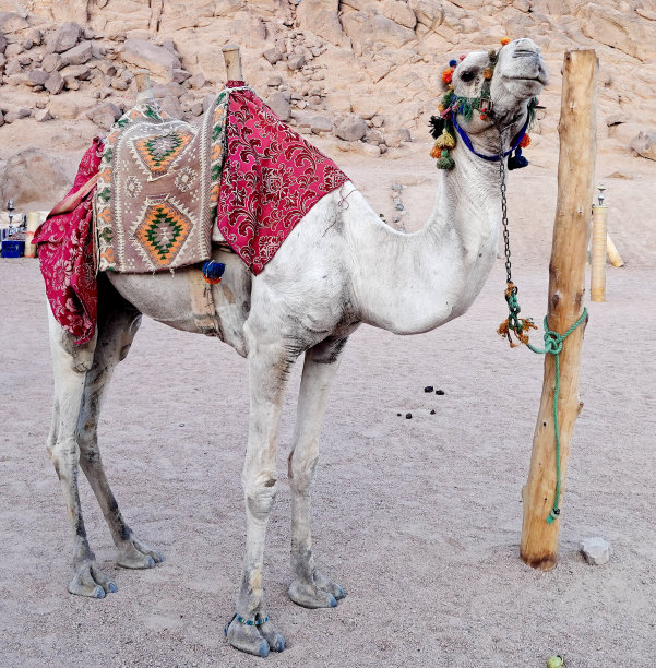 骆驼在埃及图片下载