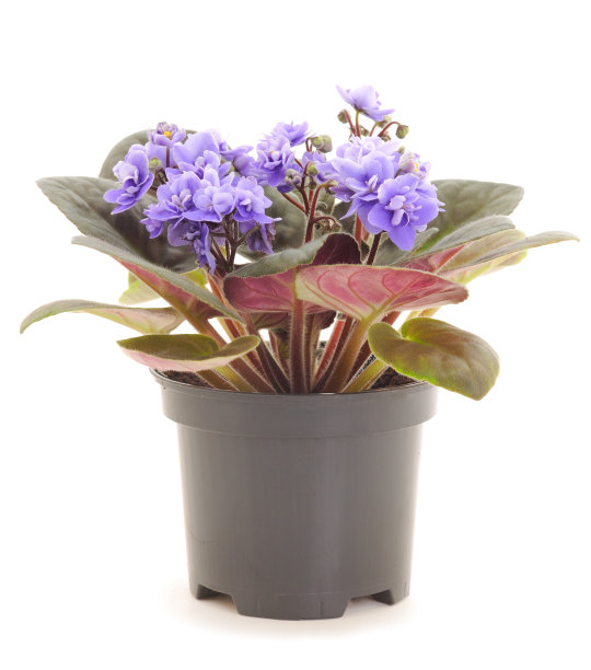 爱恩吼图片下载