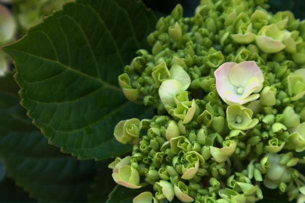 美丽盛开的绣球花图片下载