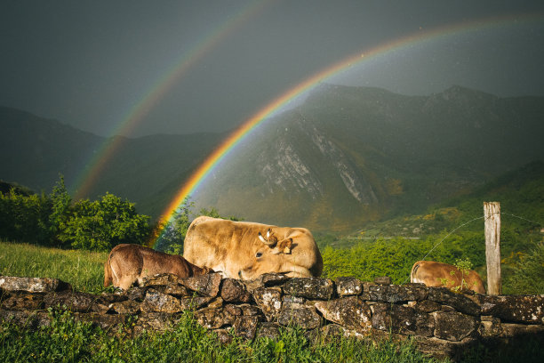 奶牛在彩虹下的牧场上休息图片下载