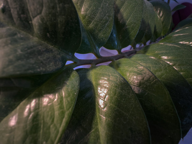 一种室内植物的绿叶特写。图片下载