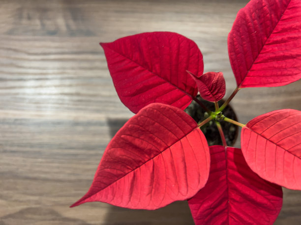木桌上有一株漂亮的红植物。图片下载
