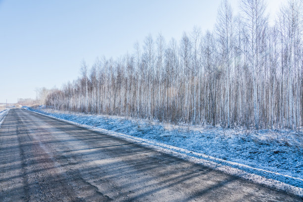 美丽的冬季道路两旁是桦树幼林。阳光灿烂的冬日。图片下载