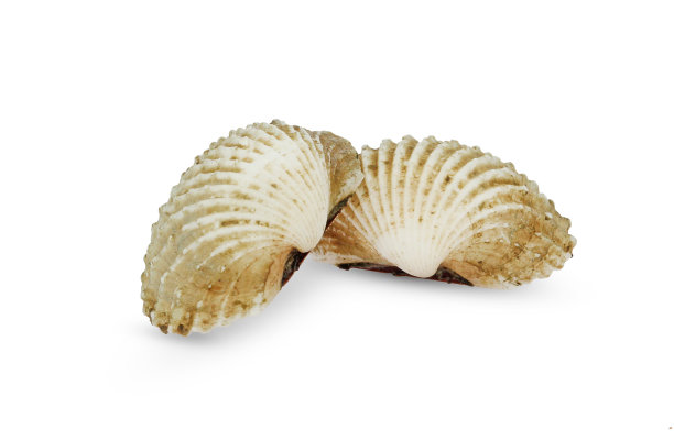 海鲜蛤蛎，白色背景上的蛤蛎图片下载