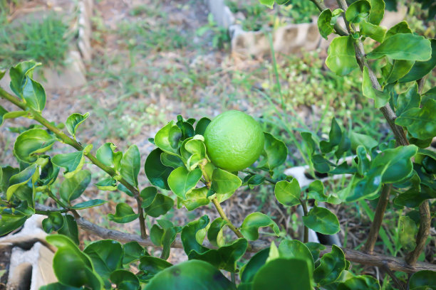 青柠、青柠植物或柠檬树图片下载