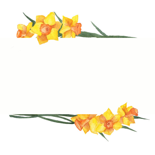 水彩黄水仙横旗。手绘插图的芽水仙花，绿色的叶子孤立在白色的背景。春天的作文。图片下载