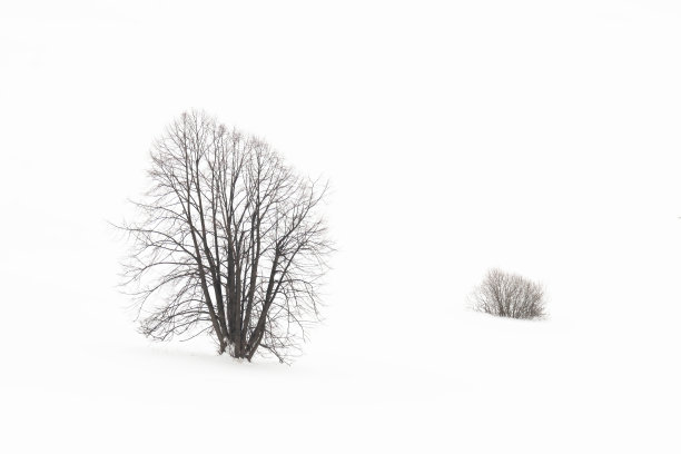 单树站在冬天的雪地环境图片下载