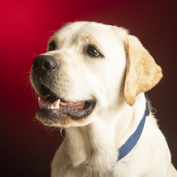 工作室里的狗肖像图片下载