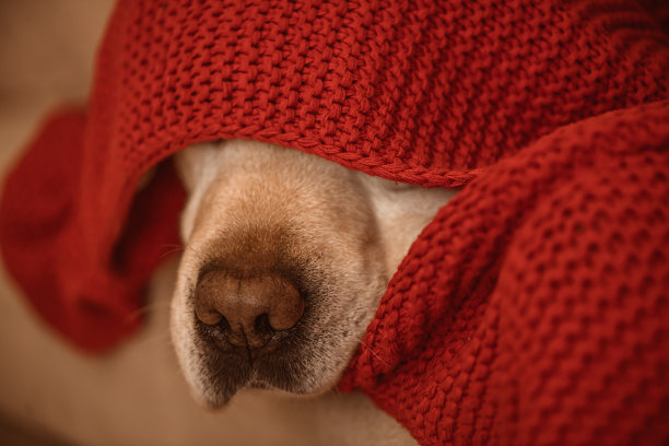 冬天红毯子下的狗鼻子图片下载
