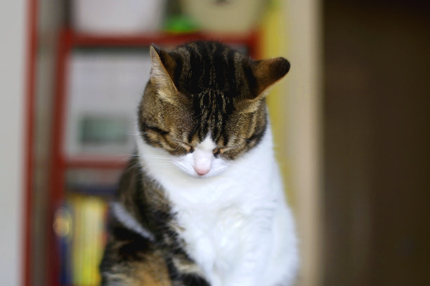 室内的猫图片下载