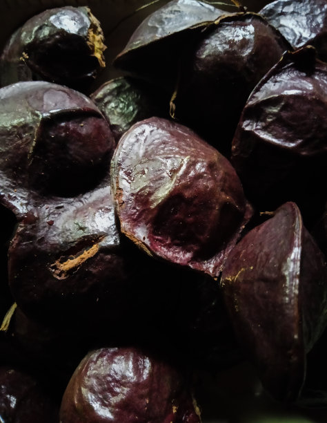 未剥皮的藤壶图片下载