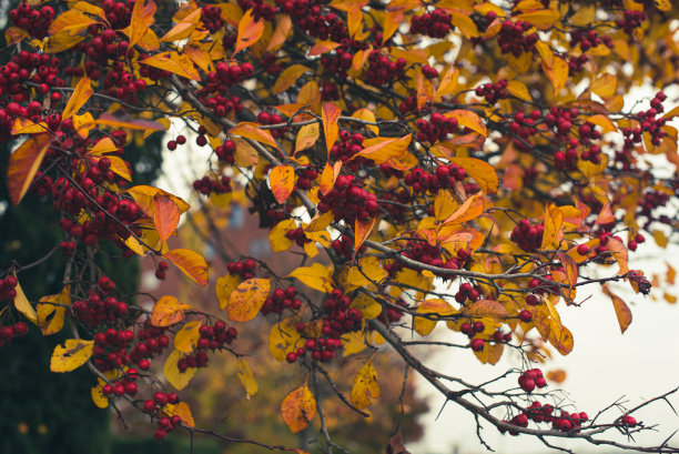 红色的浆果和秋天的叶子图片下载