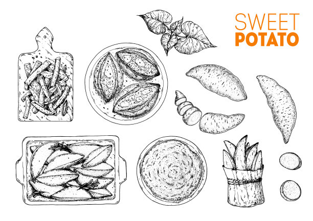 红薯速写插图。Batatas手绘矢量插图。农业食品市场。手绘生红薯和熟红薯。包装设计。图片下载