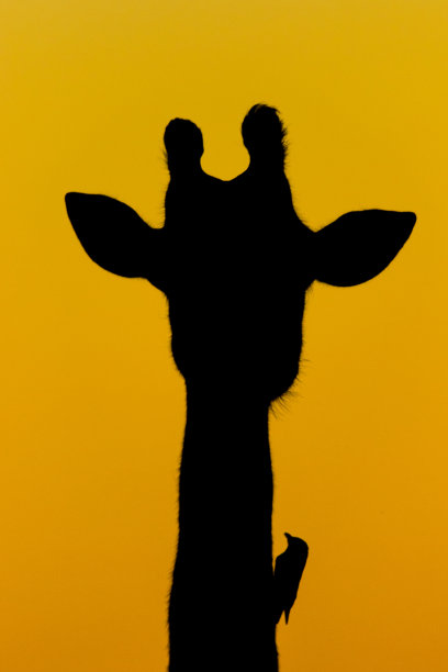 在克鲁格国家公园，长颈鹿的剪影，脖子上有一只牛椋鸟，映衬着橙色的天空。图片下载