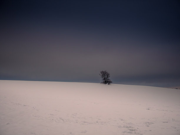 被神秘而阴郁的风景包围着的孤独的树图片下载