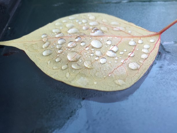 叶子滴图片下载