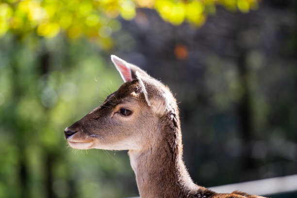 可爱的小鹿侧面肖像图片下载