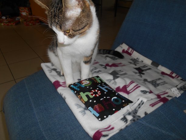 猫的圣诞节图片下载