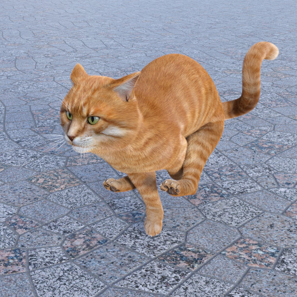 红色的猫在花岗岩背景上奔跑图片下载