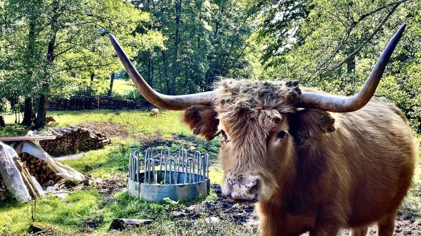 一只懒惰的长角牛渴望地看着图片下载