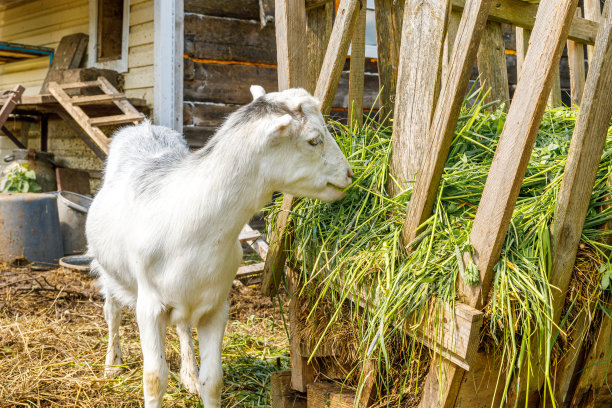 现代动物家畜。夏日里，可爱的山羊在农场的院子里放松。家养山羊在牧场上吃草和咀嚼，乡村背景。山羊在自然生态农场生长给牛奶奶酪图片下载