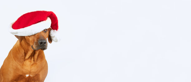 罗得西亚脊背狗，红色圣诞老人帽，蓝色背景图片下载