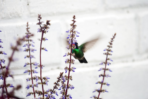危地马拉农村地区，一只小蜂鸟栖息在电线上。图片下载