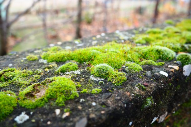 苔藓高等植物或苔藓植物。苔藓学的主题，苔藓的科学。潮湿的混凝土上覆盖着亮绿色的苔藓地毯。美丽的天然植物。软的焦点。图片下载