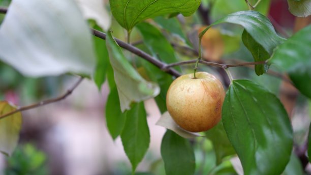 毛里求斯枣树或印度枣树图片下载