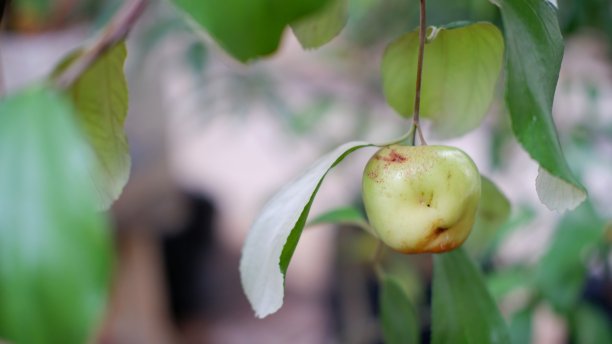 毛里求斯枣树或印度枣树图片下载