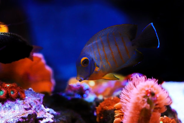 拟态伊布里堂(Acanthurus tristis)图片下载