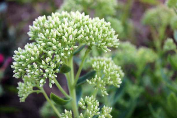 园子里的千枝稷。有白色小芽的绿色植物，呈花序状。图片下载
