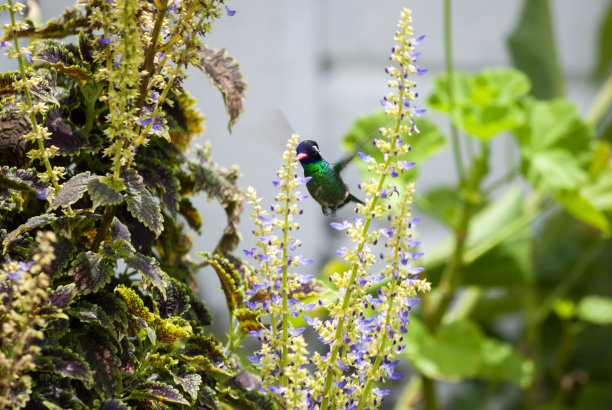 危地马拉农村地区，一只小蜂鸟栖息在电线上。图片下载