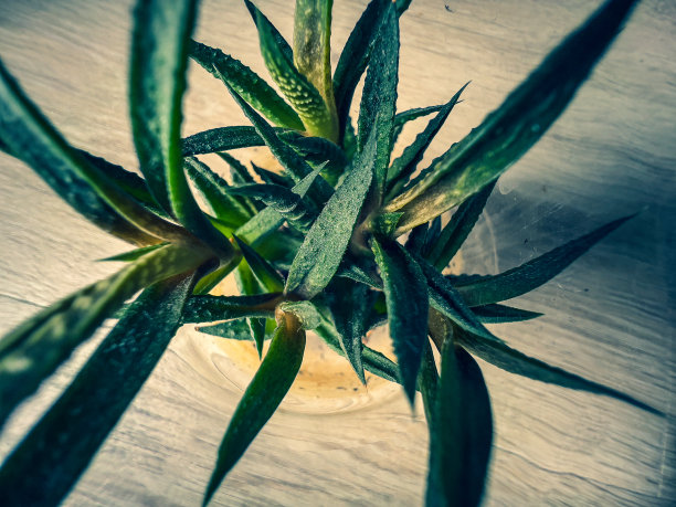 一个小仙人掌的特写镜头。图片下载