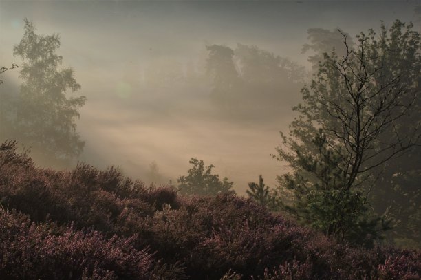 Brunssummerheide的日出图片下载