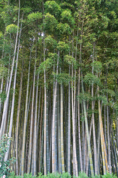 竹树特写。自然背景。Vertixal照片图片下载