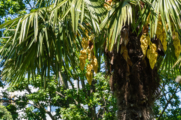 开花的中国风车棕榈(Trachycarpus fortunei)或竹棕榈在阿德勒植物园“南方文化”。黄色花朵的特写镜头。春天。小天狼星索契(阿德勒)。自然概念设计。图片下载