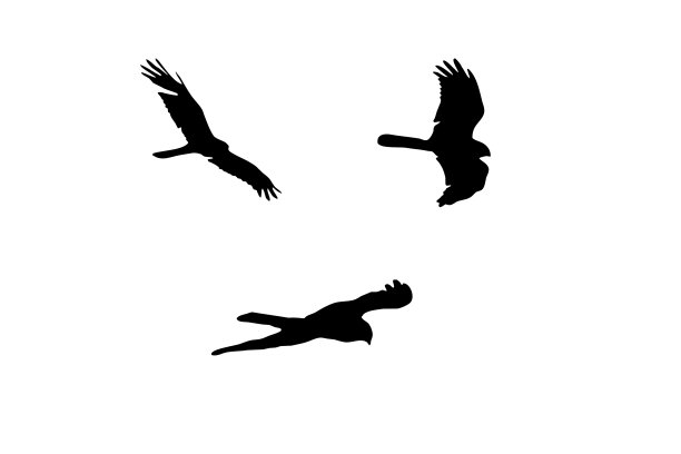 鹰在白色的背景上孤立地翱翔图片下载