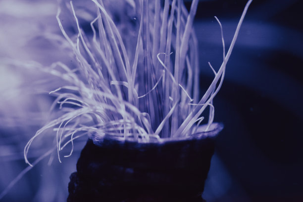 五彩缤纷的珊瑚# 6图片下载