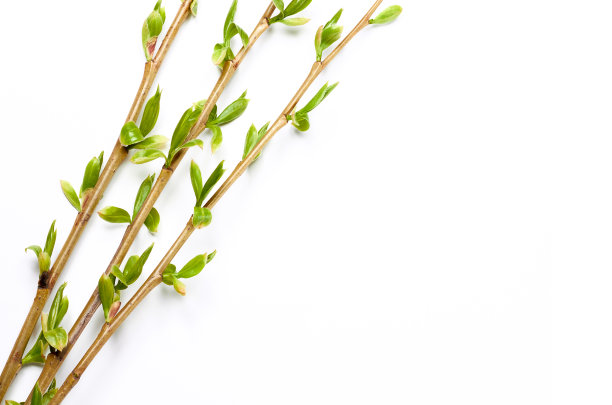 柳树的东枝孤立在白色的背景上。年轻的柳叶和花序在春天在白色的背景。棕枝主日的白色背景上的柳树。图片下载