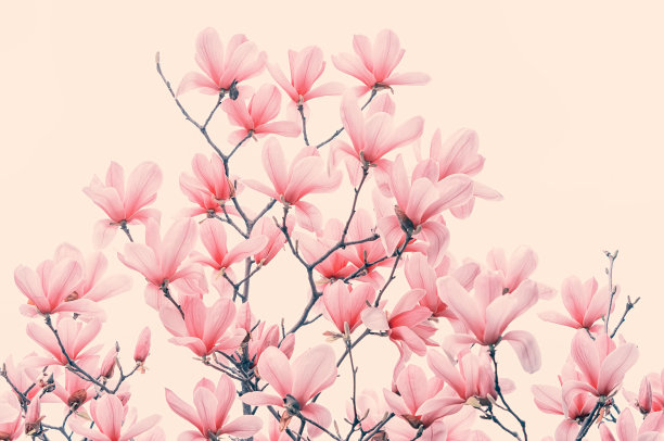 木兰花孤立在粉红色的背景图片下载