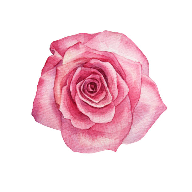 水彩粉红玫瑰孤立在白色背景。手绘植物花，情人节或3月8日。你好,春天。妇女节快乐。剪纸为婚礼庆典邀请，贴纸图片下载