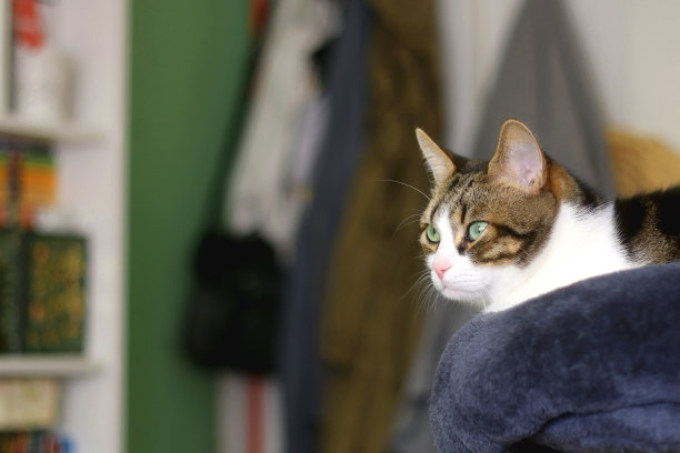 室内的猫图片下载