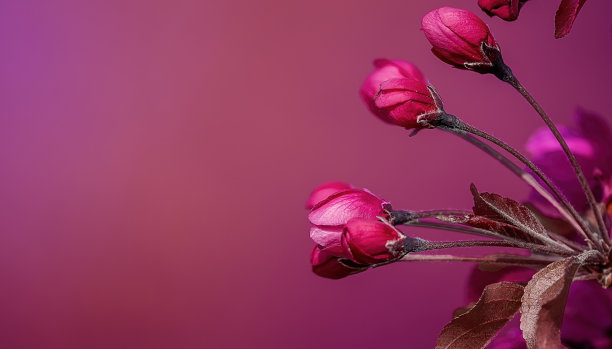 苹果花盛开的特写镜头图片下载