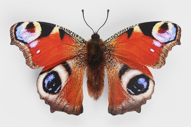 逼真的3D渲染的孔雀蝴蝶图片下载