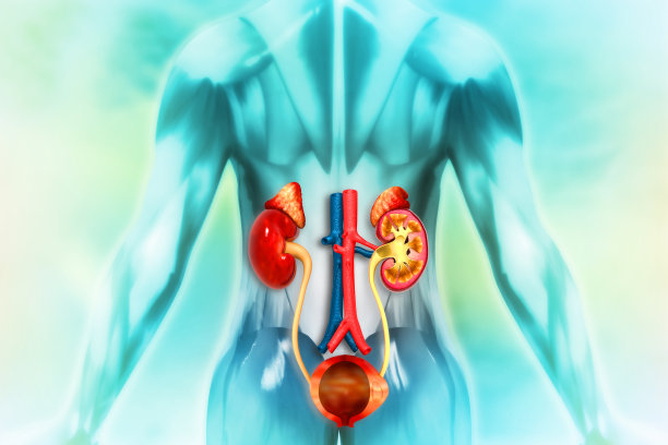 人体泌尿系统解剖学三维演示图片下载